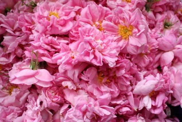 Rose de Mai