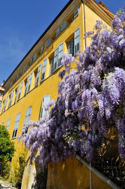 Glycine en fleurs (Code ID : 202001)