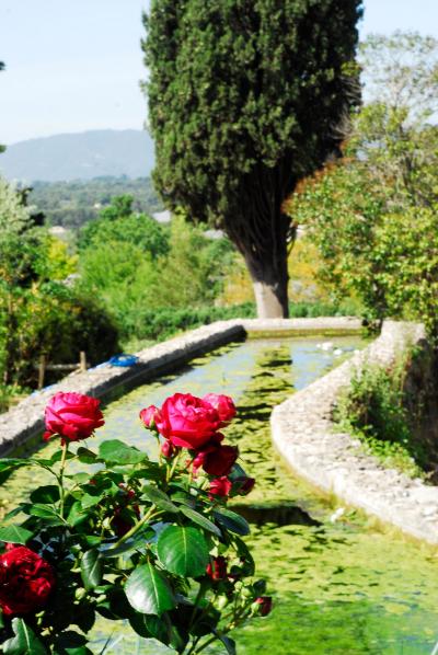 Le bassin aux Roses et au cyprès (Code ID : 302001)