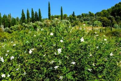 Champs de jasmin (Code ID : 302013)