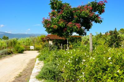 Champs de jasmin et tonnelle (Code ID : 302014)